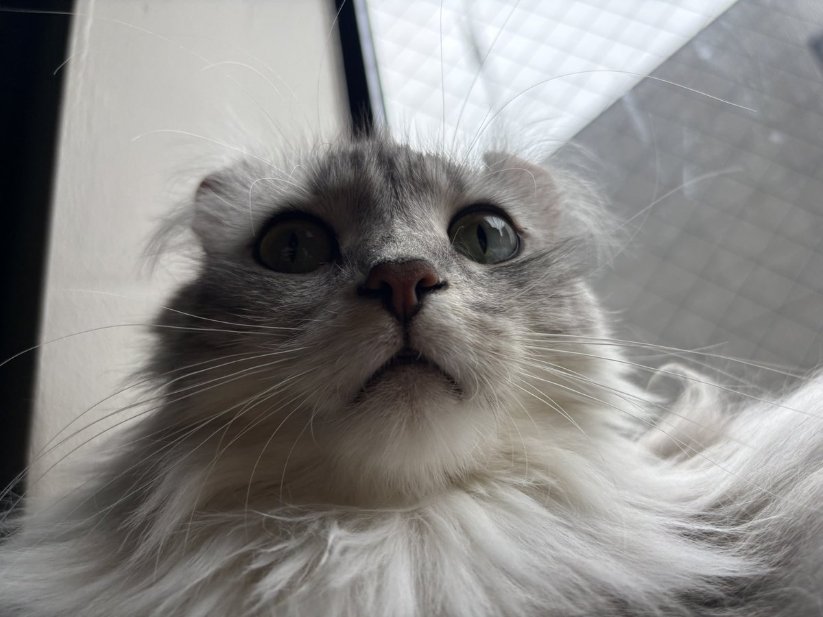 tongpoo__'s tweet photo. 🐱初盆栽と久々発根管理🐱 https://t.co/DRBsmPjWYn