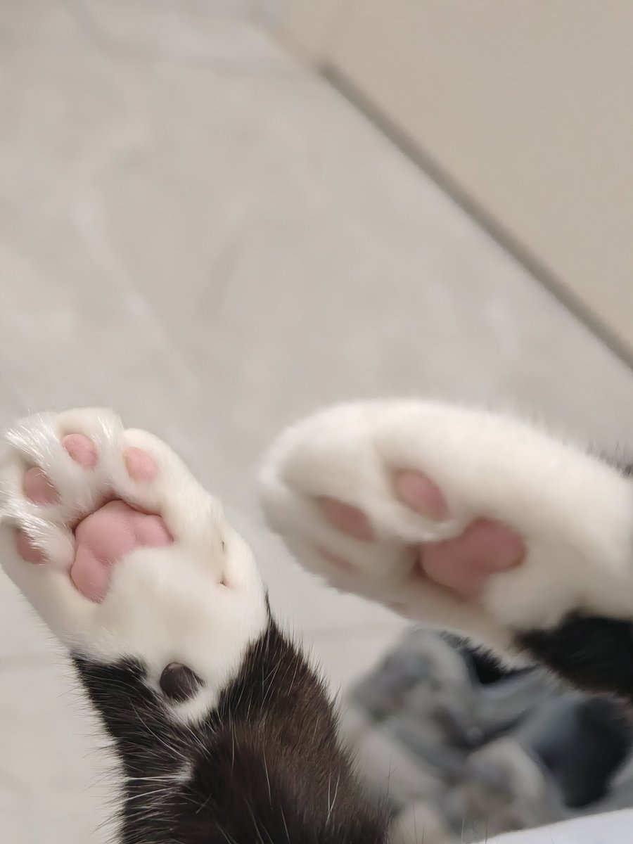 gdbdmzz88's tweet photo. 🐾 https://t.co/ZIJgTLnlLm