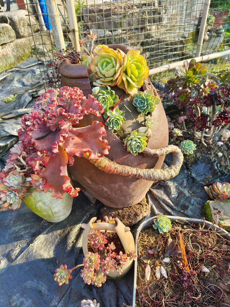 Roman95721079's tweet photo. Turn an old mason jar + some jute rope into a cute planter for tiny succulents—zero fancy tools needed! #UpcycleDIY https://t.co/mrYRDpAbJu