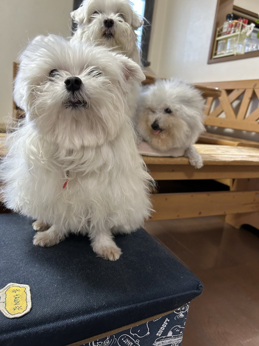 9Z8lquSv8B3FMpN's tweet photo. 地震です！
お仕事切り上げてすっ飛んで帰ってきたのです

どしたの⁈って顔でワンズお出迎えしてくれました

ワンズ地方は殆ど地震の無い地域なので焦ってしまう私なのでした… https://t.co/Cj2tBBWAEs