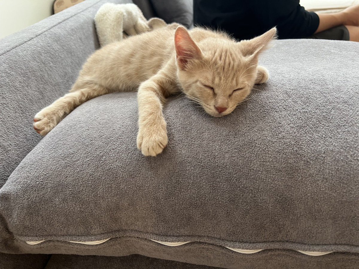 yutanida's tweet photo. #猫　#子猫　#保護猫　#ベニトラ　#癒し　#白黒と茶虎の日常 https://t.co/Drmabq9ZaN