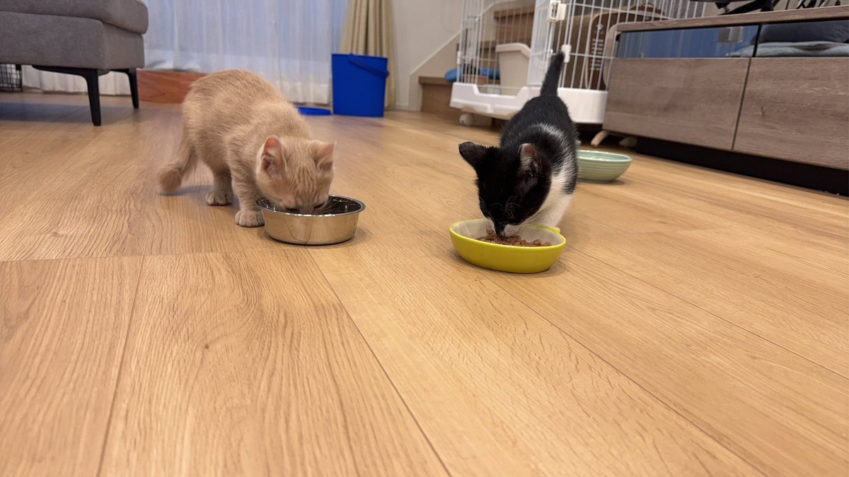 yutanida's tweet photo. #猫　#子猫　#保護猫　#ベニトラ　#癒し　#白黒と茶虎の日常 https://t.co/Drmabq9ZaN