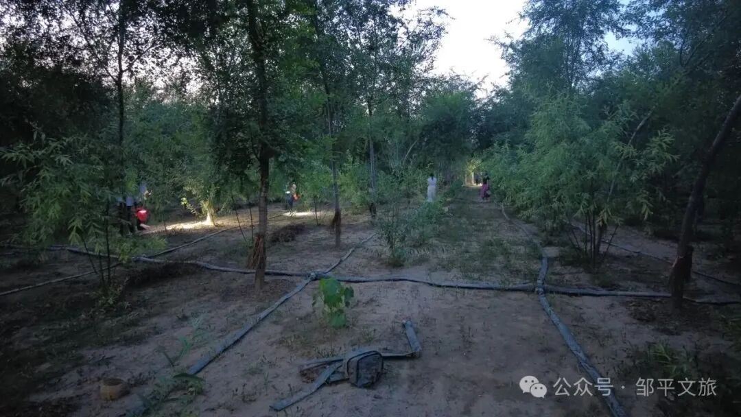 Zouping_China's tweet photo. The nighttime Cicada Garden in Qian’an Village is a distinctive cultural tourism brand that has been cultivated for many years and enjoys soaring popularity. The village have continuously upgraded the forest trails, nighttime lighting, and landscaped greenery to create a safe https://t.co/qDbqTyjK7T
