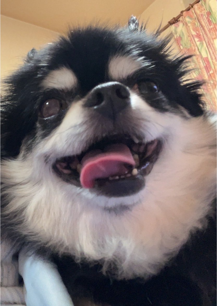 okara1129's tweet photo. ←雷で落ち着かないヘロヘロの犬
雷がおさまって安心した犬→ https://t.co/EnQf12NB0S