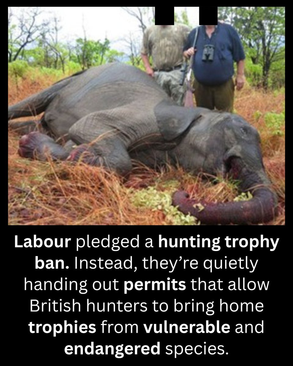 CBTHunting's tweet photo. Labour promised to #BanTrophyHunting imports in its 2024 manifesto. Instead, permits are still being issued so hunters can bring home trophies from some of the world's most vulnerable and endangered species.

✍️ Sign our petition to the UK Government:
https://t.co/D4pTMfobXZ https://t.co/PVeKjwIrf3