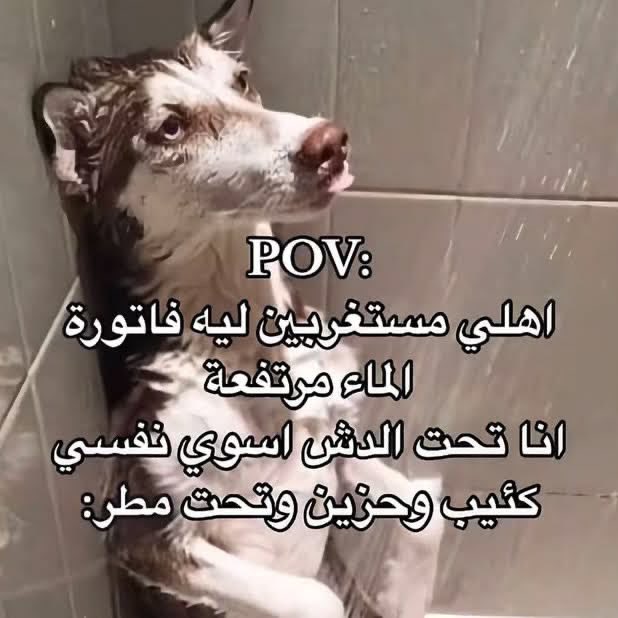 انس ماغيره tweet media