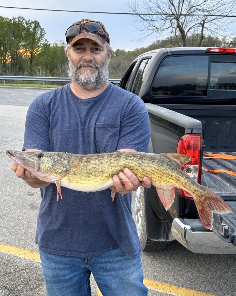 wvdnr's tweet photo. Records are made to be broken! 🎣 West Virginia tracks state record fish by both weight and length, giving every angler a shot at making history. Learn more 👉https://t.co/agSsIxjISP.

📸: Chain Pickeral caught by Matt Born of Reedsville https://t.co/YuDFv8P9G1
