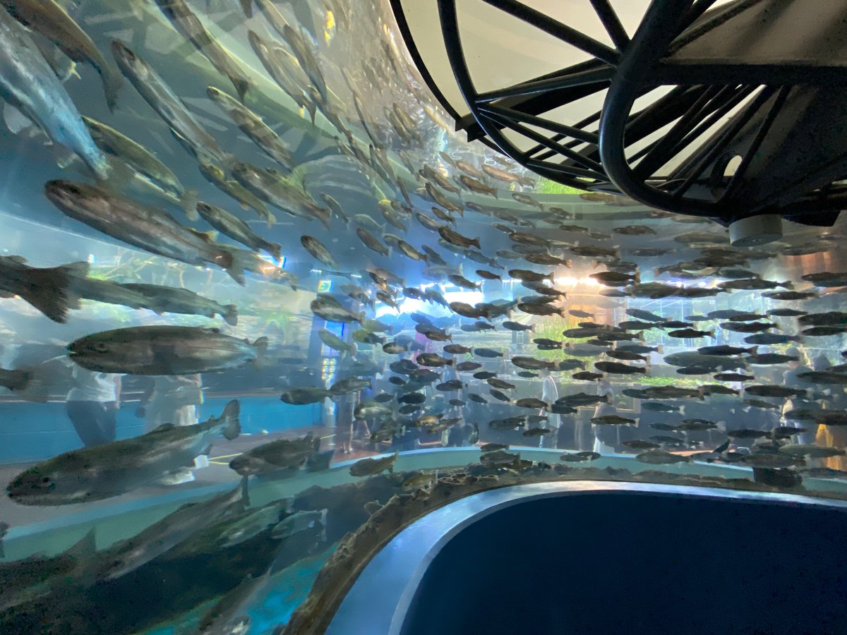 mm__ii89's tweet photo. 山梨にある、420円で入れる川魚の水族館もすっっごく良いよ。満足度はんぱない。

この辺涼しいから、夏の避暑地としてもかなりおすすめ。 https://t.co/rw5mJY2zoX