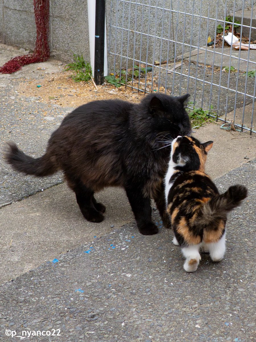 simabossneko's tweet photo. かわいいご挨拶にタジタジ💕🐈‍⬛
The cutest little greeting💕

#かわいい #挨拶 #猫 #cat #過去pic https://t.co/rsdDLlOK9z