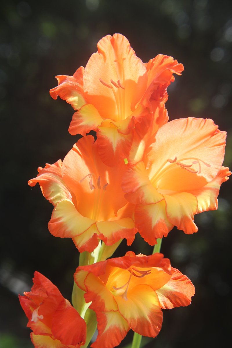 gontanokoneroku's tweet photo. Gladiolus 😃

#Photography #Flowers #Gladiolus https://t.co/qigqJ9wuKp