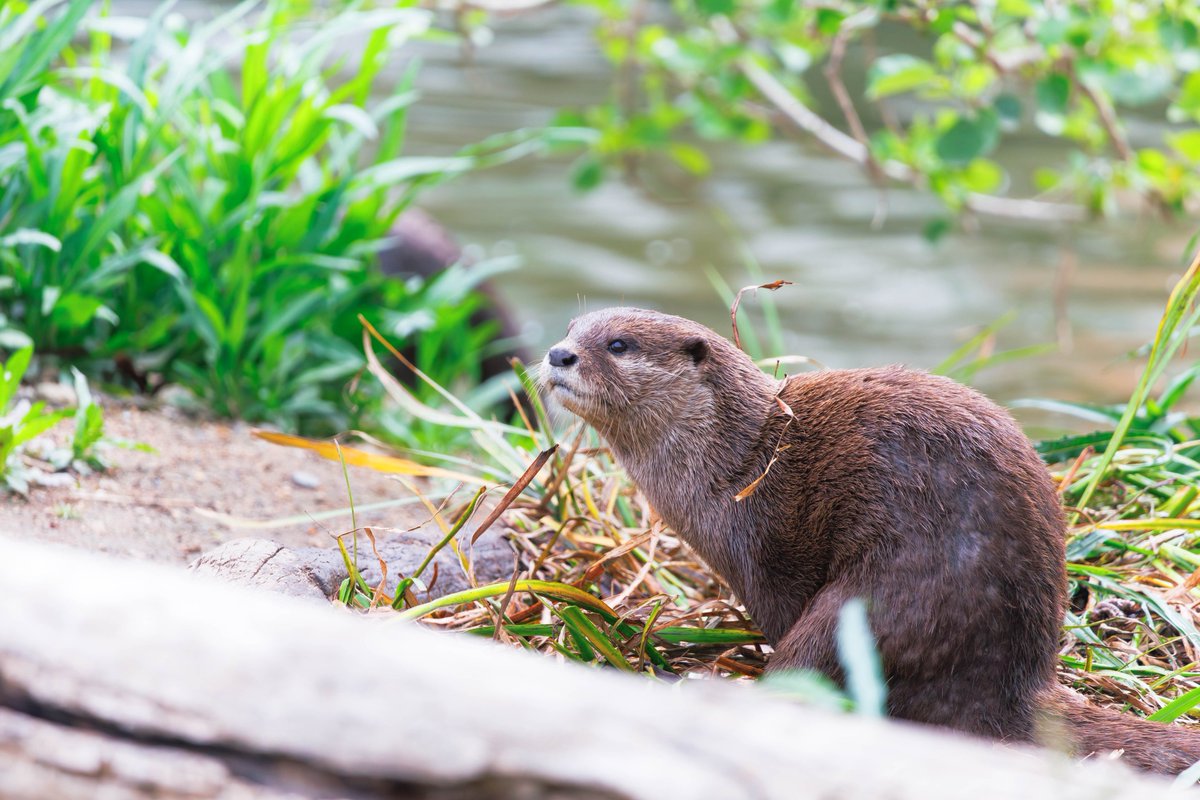 32hajiotter's tweet photo. #コツメカワウソ
#神戸どうぶつ王国
2026.5 https://t.co/AFFtAwjzfN