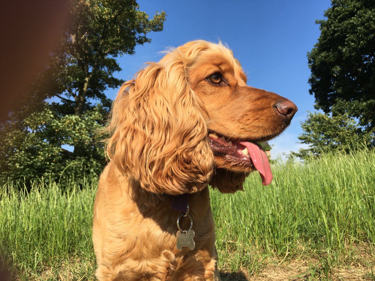 audiolympics's tweet photo. Dogs can give you some of the best days of your life. And one of the worst. RIP Paddy, 19.3.16-27.7.26. A life well-lived and well-loved. ❤️ https://t.co/KhRq6PbNHD