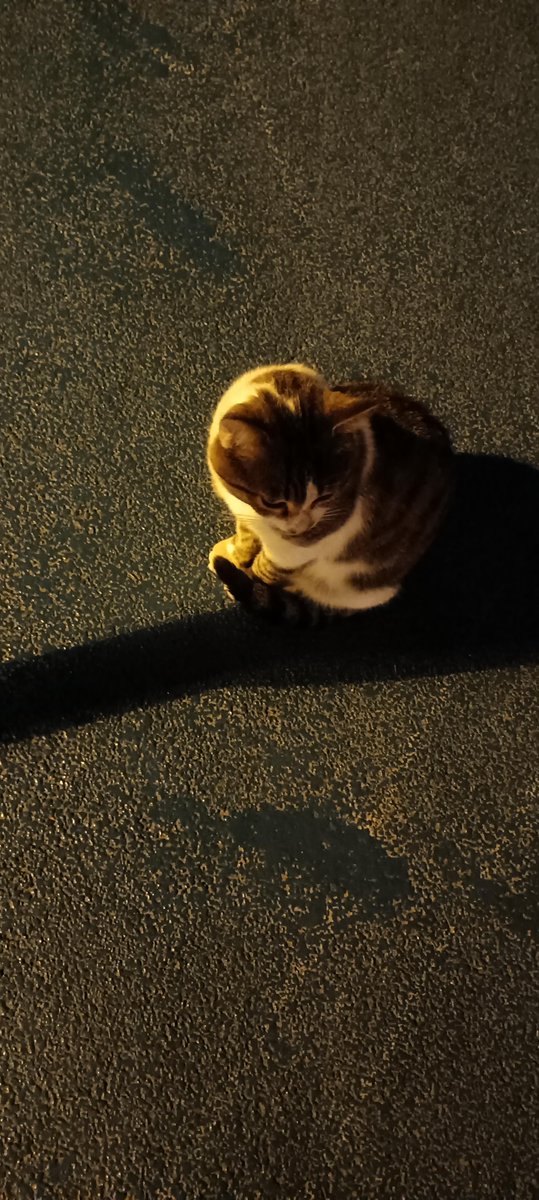 AgathaBuck90791's tweet photo. Street corner light u0026 stray cat in the evening breeze — tiny calm I caught on my walk tonight.， https://t.co/oyrS8nevGn