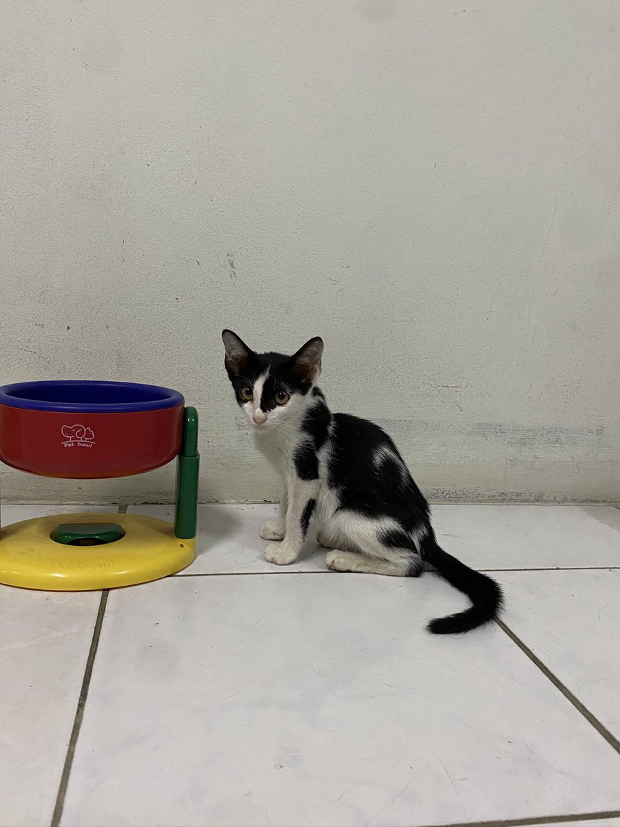 catperson020723's tweet photo. น้องวัวแสกซ้าย อยากมีบ้าน🏡

#หาบ้านให้แมวจร 

เพศผู้ อายุ 2 เดือน เข้ากระบะทรายเป็น

ขอบ้านที่เข้าใจพร้อมให้เวลาปรับตัวน้อง เพราะยังมีความกลัวคนไม่คุ้นอยู่บ้าง แต่แมวเด็กค่อนข้างปรับตัวได้ง่ายค่ะ

ส่งเองในเขต กทม. สมุทรปราการ ปทุมธานี นนทบุรี เท่านั้นไม่มีให้มารับหรือนัดรับ https://t.co/0TKGfUpYix