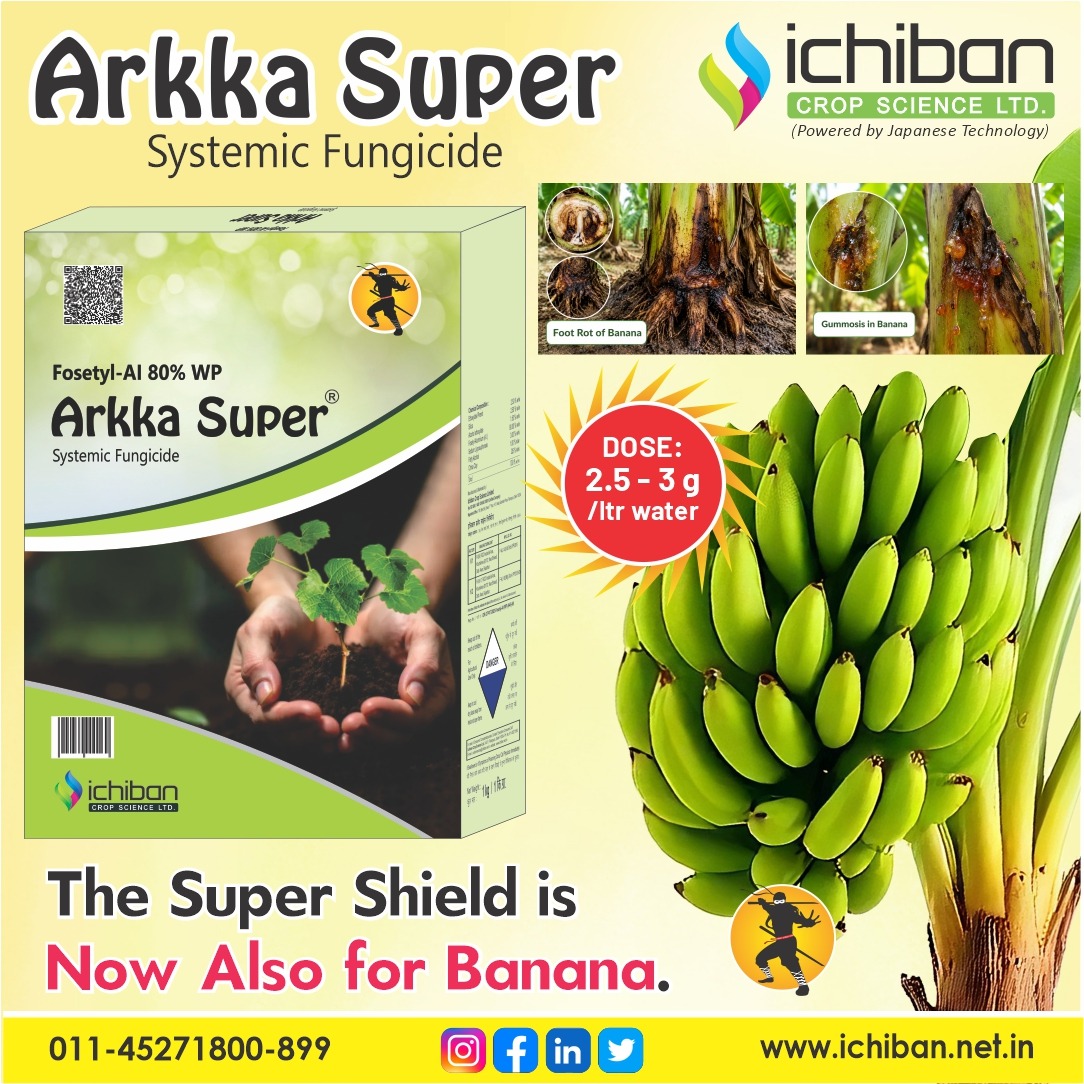 ichibancrops's tweet photo. 🌿 ARKKA SUPER
Strong Systemic Protection. Healthy Banana. Better Productivity.

#ARKKASUPER #IchibanCropScience #FosetylAl #Banana #FootRot #Gummosis #SystemicFungicide #DiseaseProtection #HealthyBanana #CropProtection #BetterYield #FarmersFirst #IchibanCropScienceLtd https://t.co/9B4v70dr7m