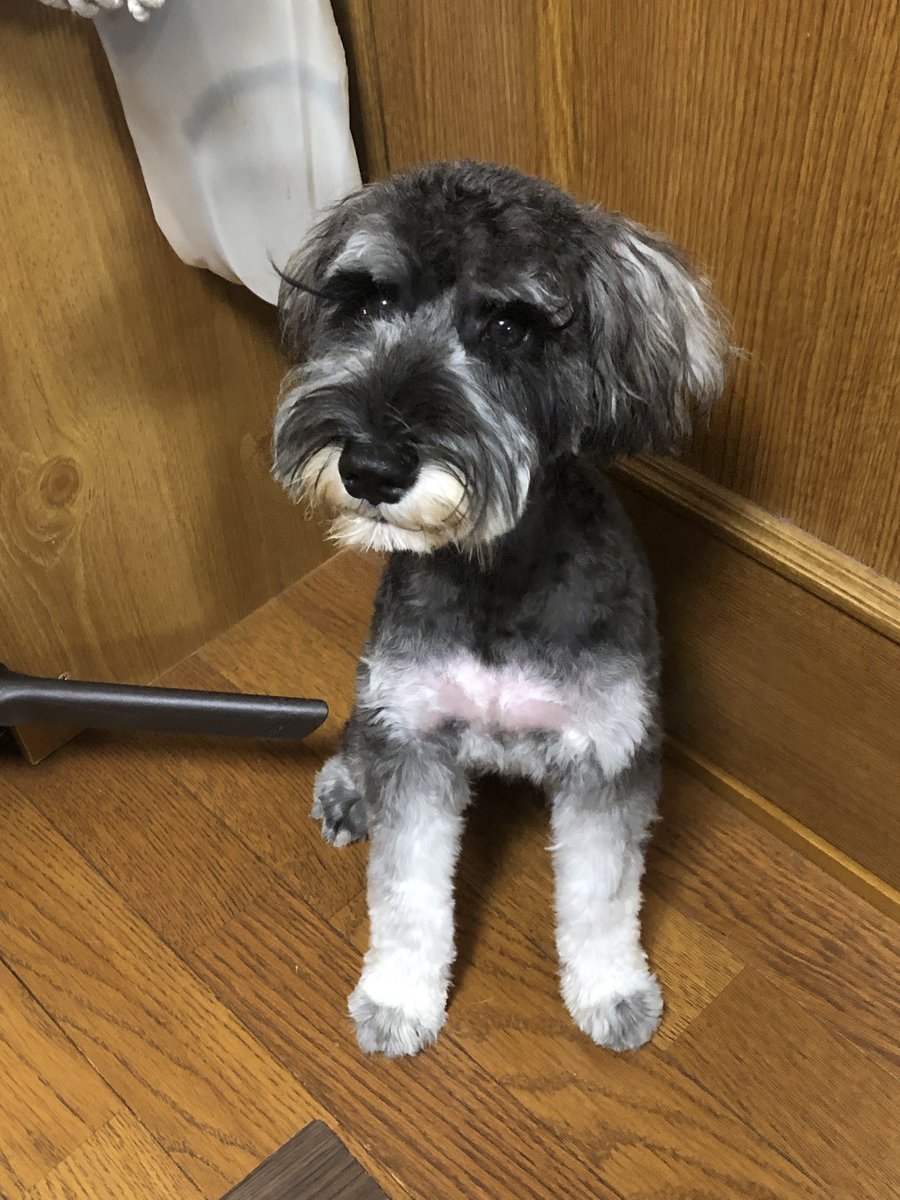 Reize_Vanessa's tweet photo. さっぱり🐶 https://t.co/FLt17XL9Mo
