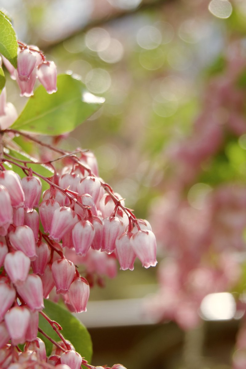 panpancoffeea's tweet photo. 色の違いで全く違う。
違いを楽しめるのが嬉しいと思えた。

#花 #写真撮ってる人と繫がりたい https://t.co/Gz8MKS168o