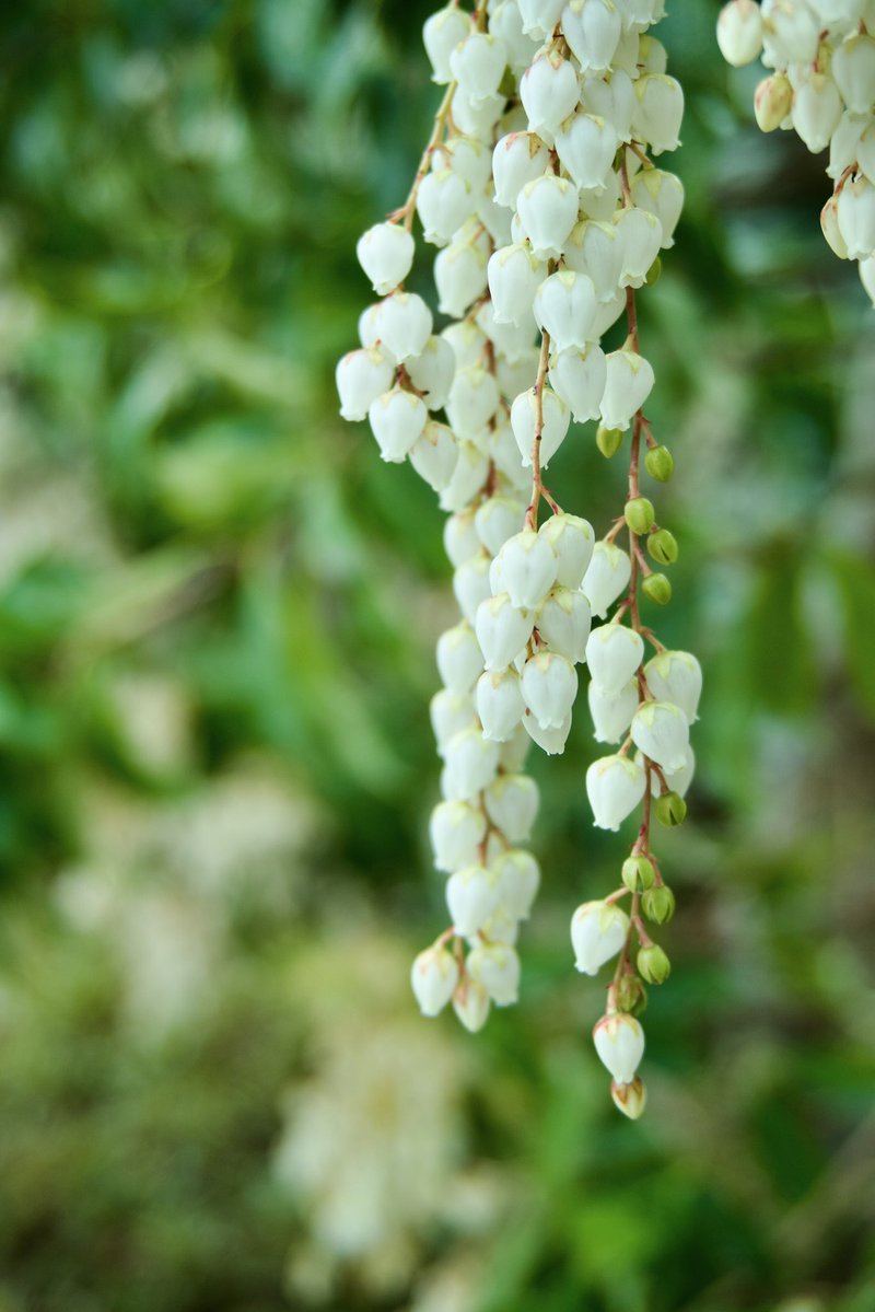 panpancoffeea's tweet photo. 色の違いで全く違う。
違いを楽しめるのが嬉しいと思えた。

#花 #写真撮ってる人と繫がりたい https://t.co/Gz8MKS168o