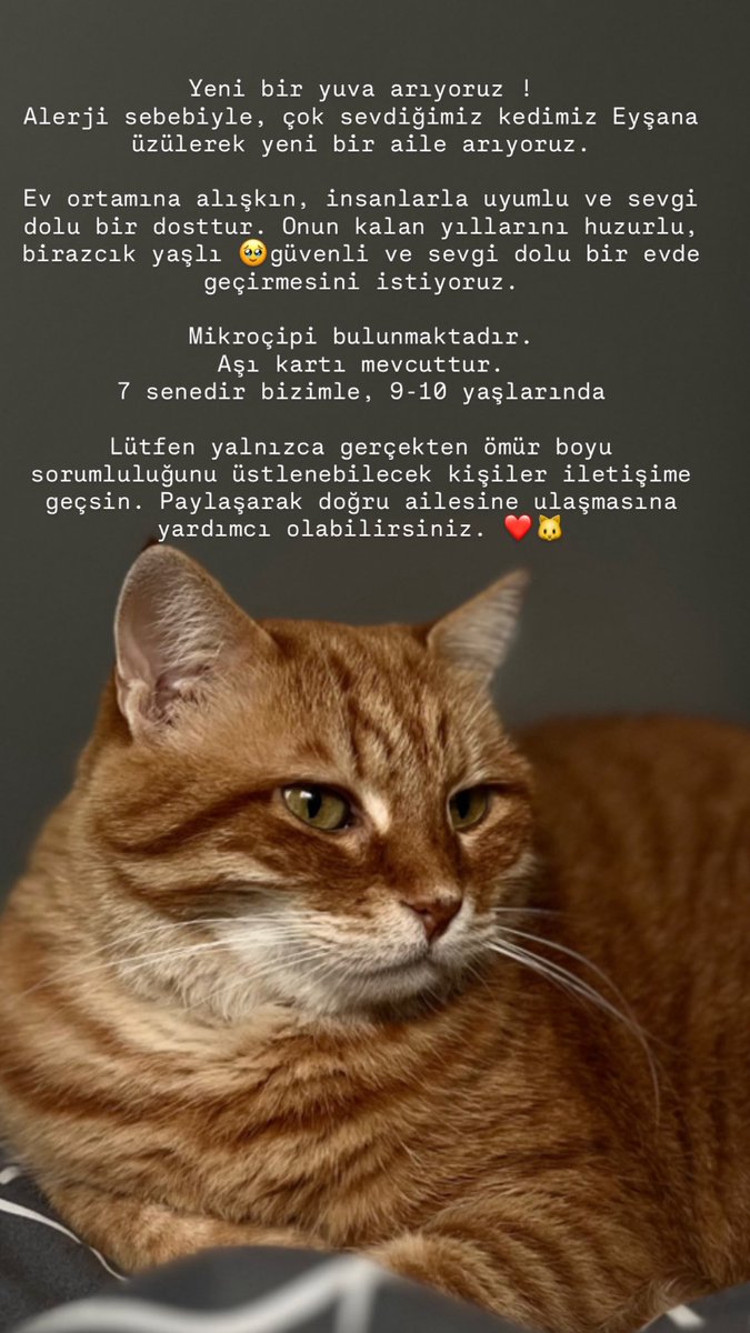 ssevvalerenn's tweet photo. Yuva arıyoruz!
#kedi #sahiplendirme https://t.co/9DhqorwR86