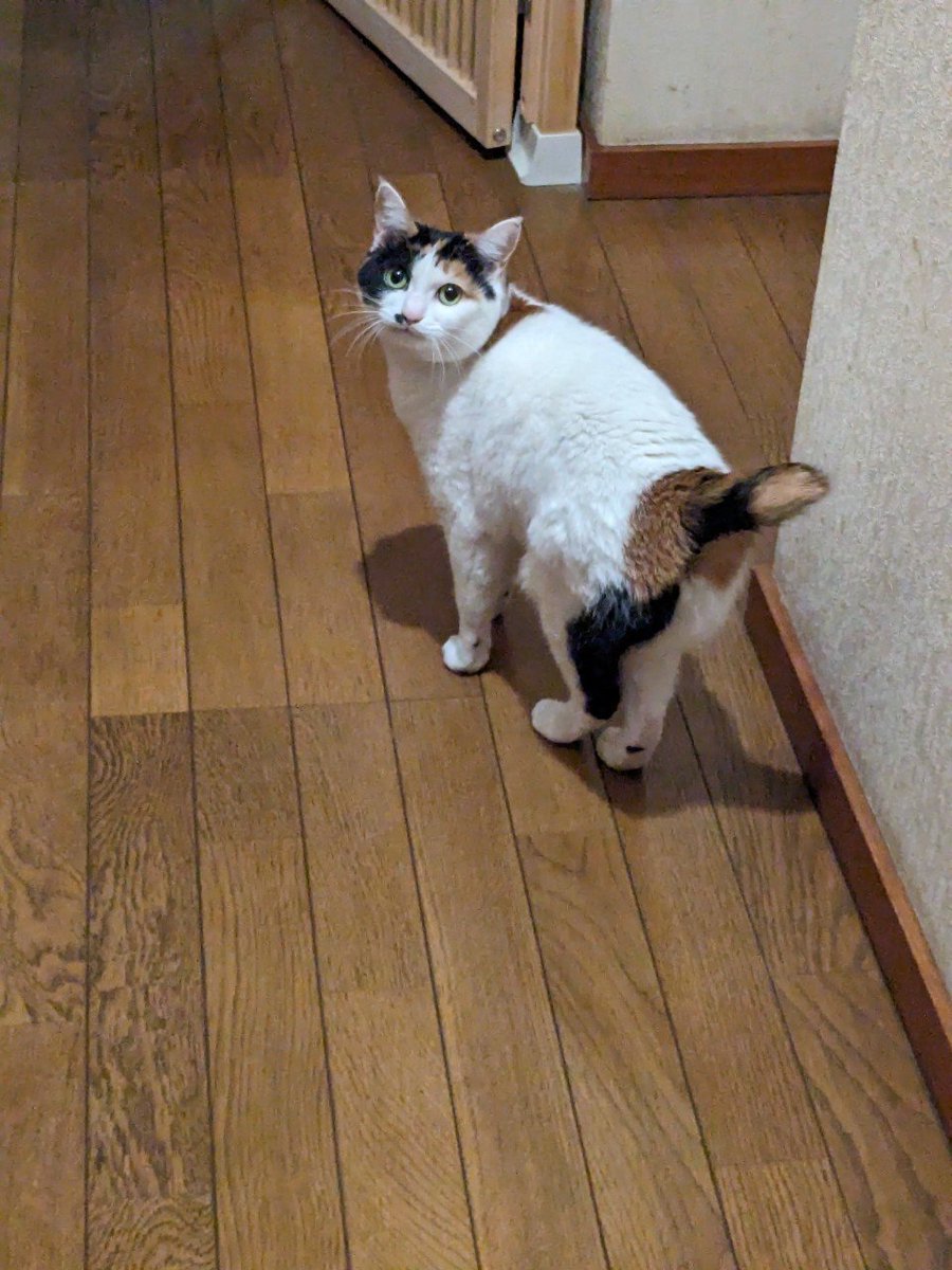 shakebentou915's tweet photo. ワイがちゃんと着いてきてるか振り返ってくる https://t.co/Fc57WUj8nQ