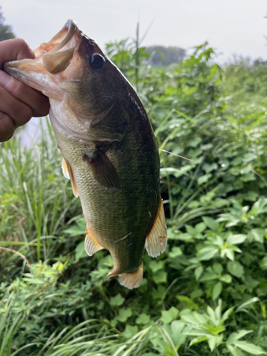 CC58027574's tweet photo. びん沼釣行

3キャッチ(25~35)
カバー撃ち中心に
フリーリグ
ネコリグ

ネコリグの具はワンザイズUPすると反応が良かったですね😊 https://t.co/kocWat00x4