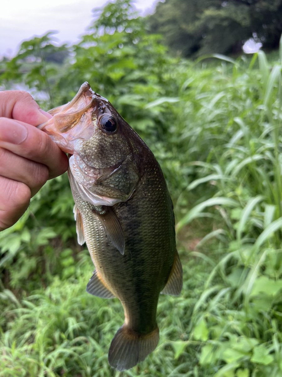 CC58027574's tweet photo. びん沼釣行

3キャッチ(25~35)
カバー撃ち中心に
フリーリグ
ネコリグ

ネコリグの具はワンザイズUPすると反応が良かったですね😊 https://t.co/kocWat00x4