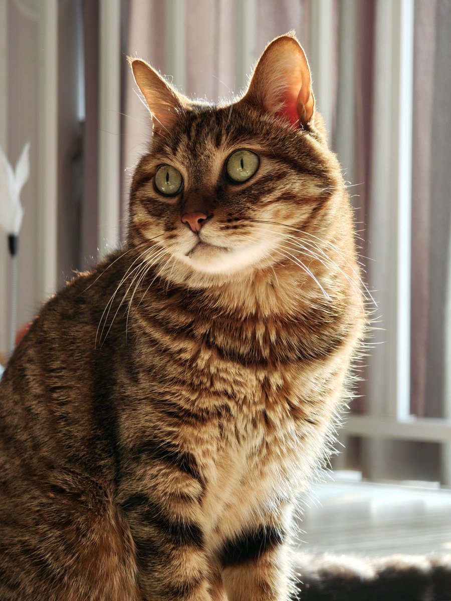233Tsukasa's tweet photo. 🐱 https://t.co/M5dQjzw0Gj