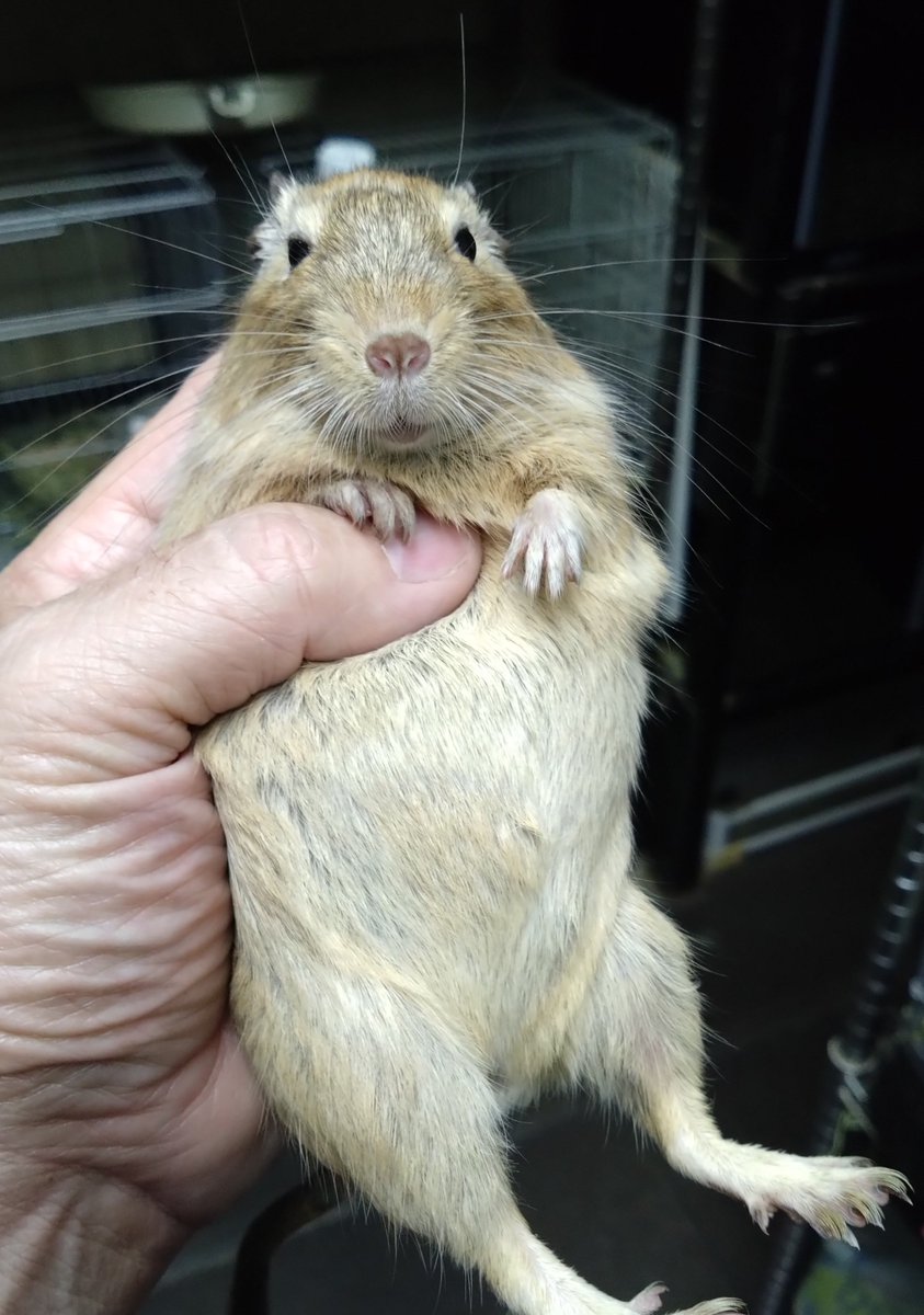 funnypets2005's tweet photo. ペアリング中の親個体をチェック(抱いてる個体)し妊娠したなと思っていたら販売中の黒兄弟が自分をガン見してたので
このあと遊んであげました(笑)
本日の業務お仕舞い。 https://t.co/JnwPxJECe1