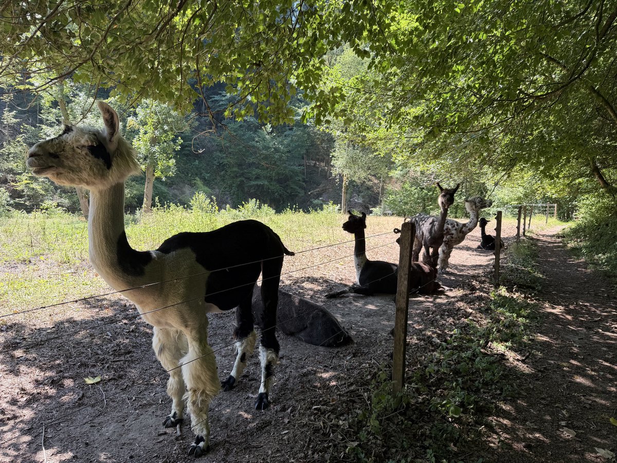 Osiwahn's tweet photo. Ich wollte nur eine kleinere Wanderung vom Bodensee aus machen, aber ich glaube, ich hab mich total verlaufen.
#anden https://t.co/zyPavu2lZN
