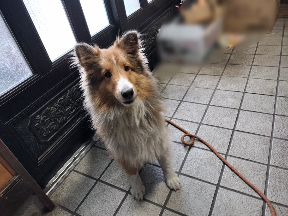 2000sybom's tweet photo. 先ほどの地震で菊陽町の自宅からイヌが脱走しました。
見かけた方、ご一報頂けるとうれしいです。
3歳のシェルティの女の子です。
青い首輪していてタグには自宅電話番号と名前が記入してあります https://t.co/YOtexGXE1z