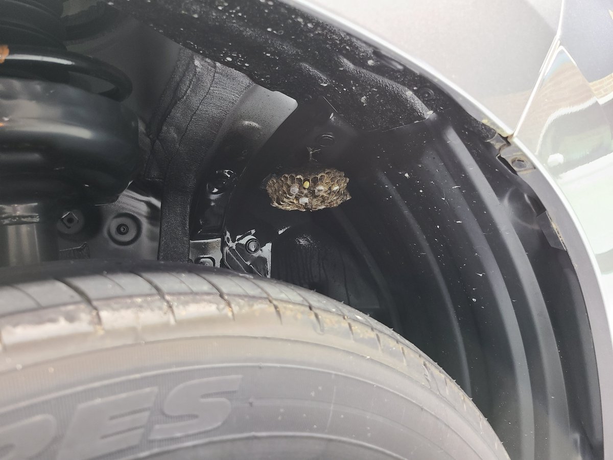 Hiroemoso's tweet photo. 本日のヒヤリハット
車下の作業終わって起き上がったら目の前にこれ🐝 https://t.co/X0j5QRdefS