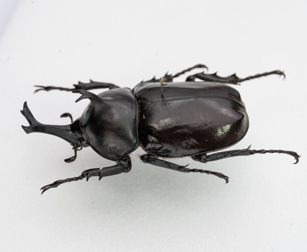昆虫　標本　カブトムシ　３個体　南米ペルー 標高2400mの高地で得られたカブトムシ。日本では低地で得られますが