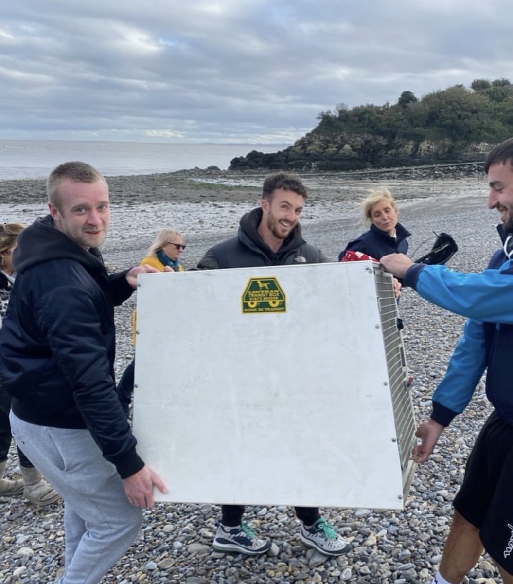 Johno94o's tweet photo. Saved a seal from the beach, which was getting attacked by a bunch of dogs https://t.co/9PVSgAcKiD