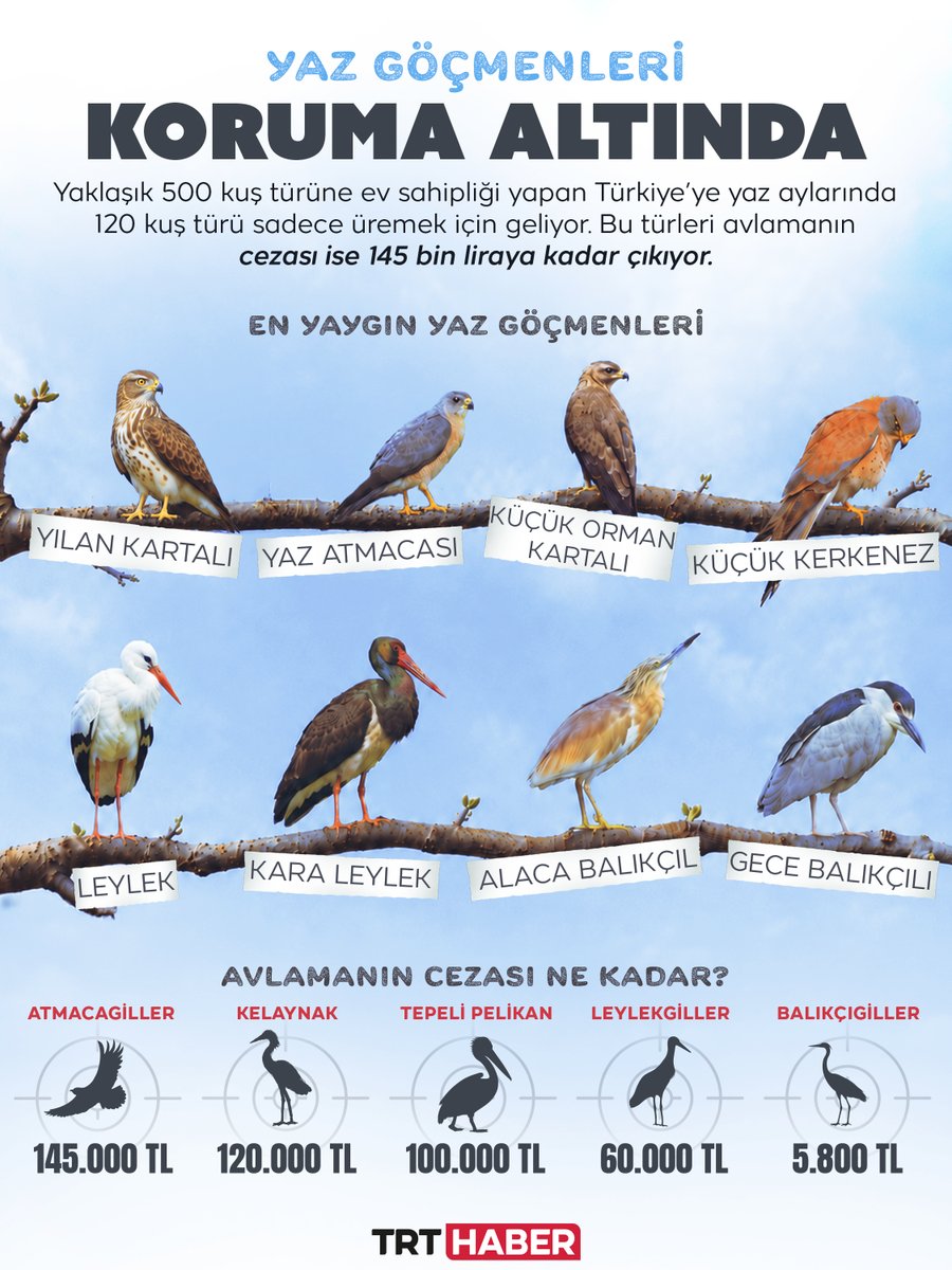 trthaber's tweet photo. 🐤 Yaz misafirleri koruma altında.

Türkiye, yaklaşık 500 kuş türüne ev sahipliği yaparken; kara leylek, mahmuzlu kızkuşu gibi türler yaz aylarında üremek için ülkemize geliyor.

Bu kuşları avlamanın cezası ise 145 bin TL’ye kadar çıkıyor.

https://t.co/q1WVHLiGgG https://t.co/4Bwg8xaZhk