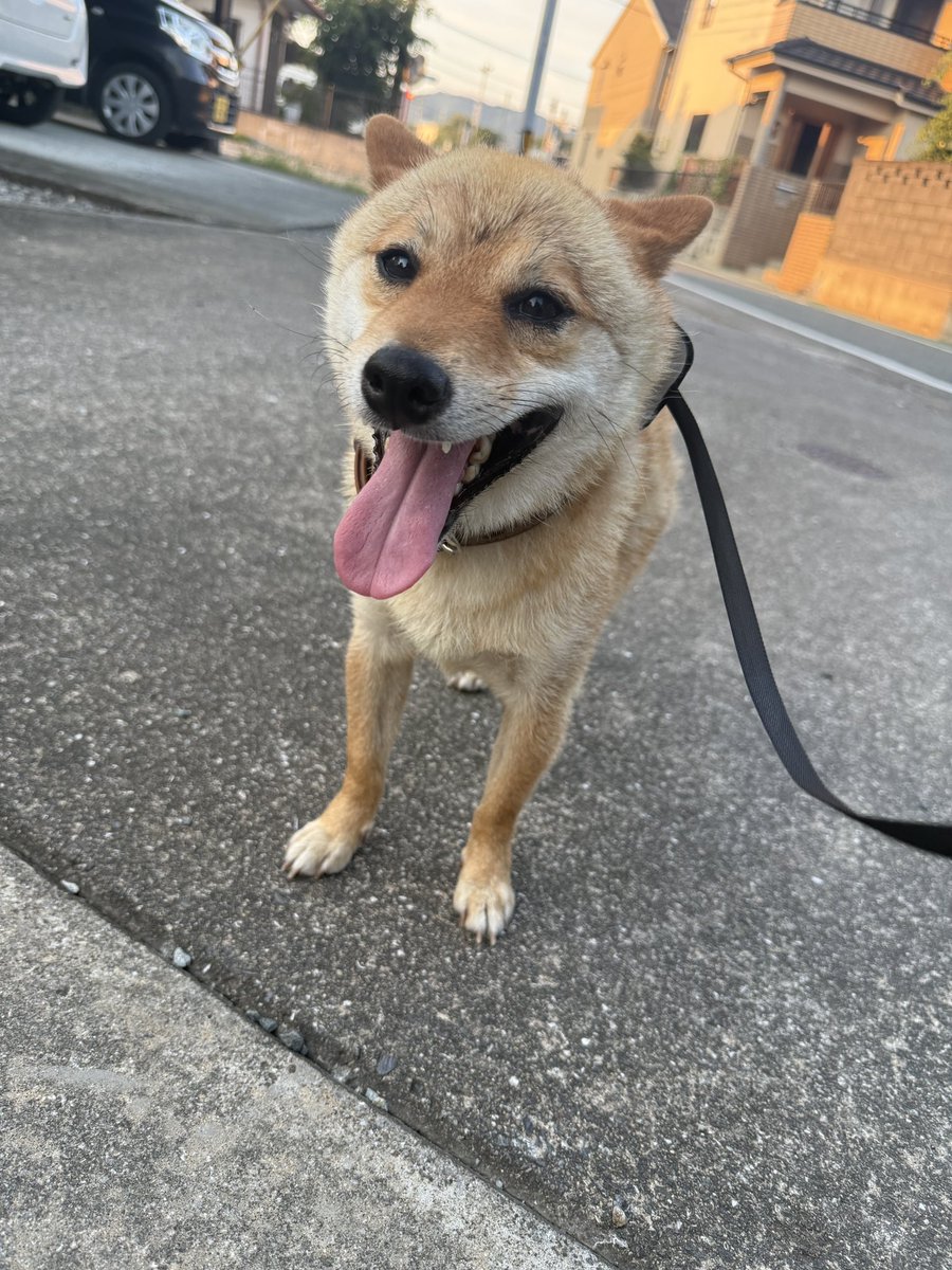 a_pc1207's tweet photo. 【迷子犬情報】
熊本県宇城市松橋町松橋中学校付近にて、首輪状態でうろついている芝犬を保護しました。
茶色い首輪(ハートの穴形状)、首輪には狂犬病ワクチン接種と犬鑑札が縫い付けられています。
保健所の方に連絡していますが、お心あたりのある方はDMまたは宇城市保健所の方までご連絡ください。 https://t.co/RF8BqQAk0Y