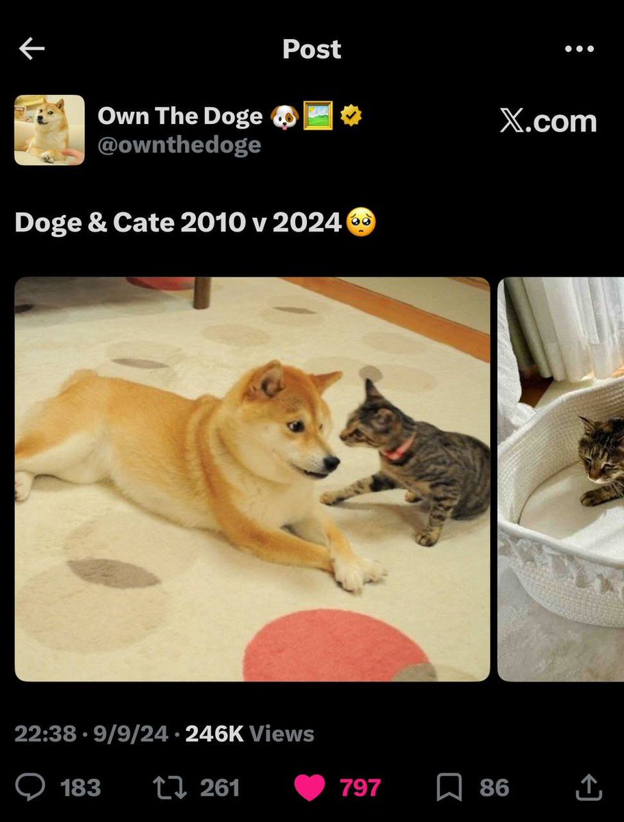 Zykranx's tweet photo. Our focus now is being the actual catecoin, we have spoken to kabosumama and the vision she actually supports being the official catecoin
She wants it to be for cat from this post

The same way doge was based off kabosu 

Tsutsuji is the base for cate 

We will fill her vision and work closely to make this exactly what she wishes

The official cate coin.