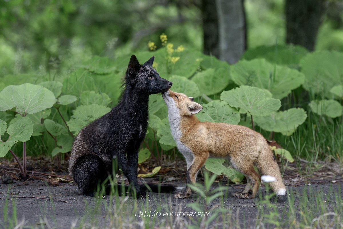 akirasato1019's tweet photo. ギンギツネのパパと、キタキツネの子ども🦊
帰ってきたパパに甘える子ども。
自然の中で見せてくれた、心温まる親子の時間にほっこり🍀 https://t.co/n8QmdVvrkH