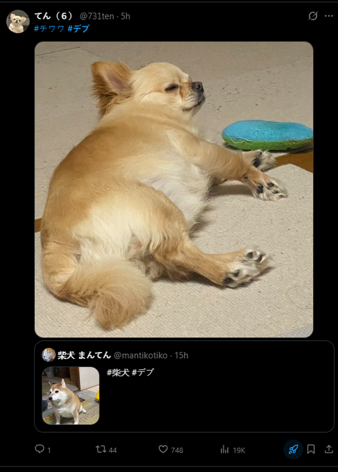 mintmaxxerfreak's tweet photo. I just found a trend where japanese people will just post their fat animals😭 

#デブ means "fatty" and its just them posting pics of their fat dogs and cats

thats where manten comes from, the trend is way better

https://t.co/YUUGJIsA1n https://t.co/7lNwaUNrwP
