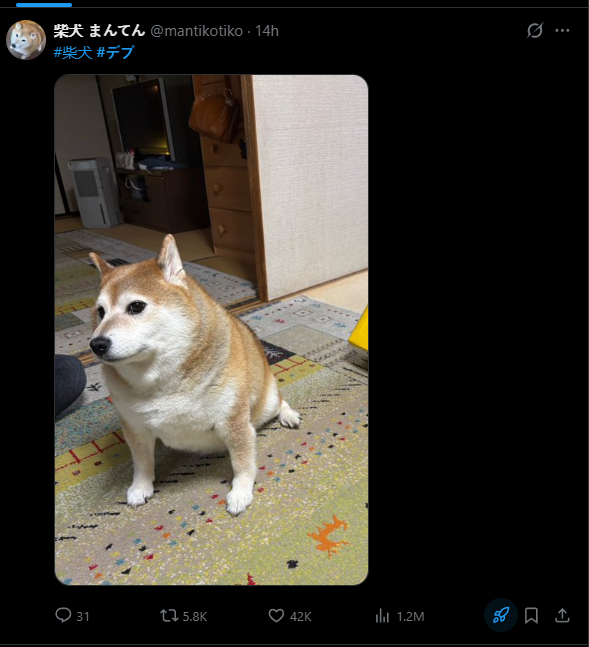 mintmaxxerfreak's tweet photo. I just found a trend where japanese people will just post their fat animals😭 

#デブ means "fatty" and its just them posting pics of their fat dogs and cats

thats where manten comes from, the trend is way better

https://t.co/YUUGJIsA1n https://t.co/7lNwaUNrwP