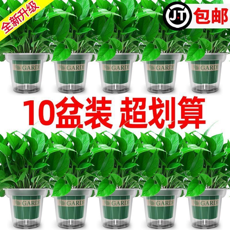 YoutubeRep's tweet photo. Treat your pothos to a little water when the top 2 inches of soil feel dry—this low-maintenance beauty will reward you with lush, trailing vines all year! https://t.co/mSUrGlHCuv
