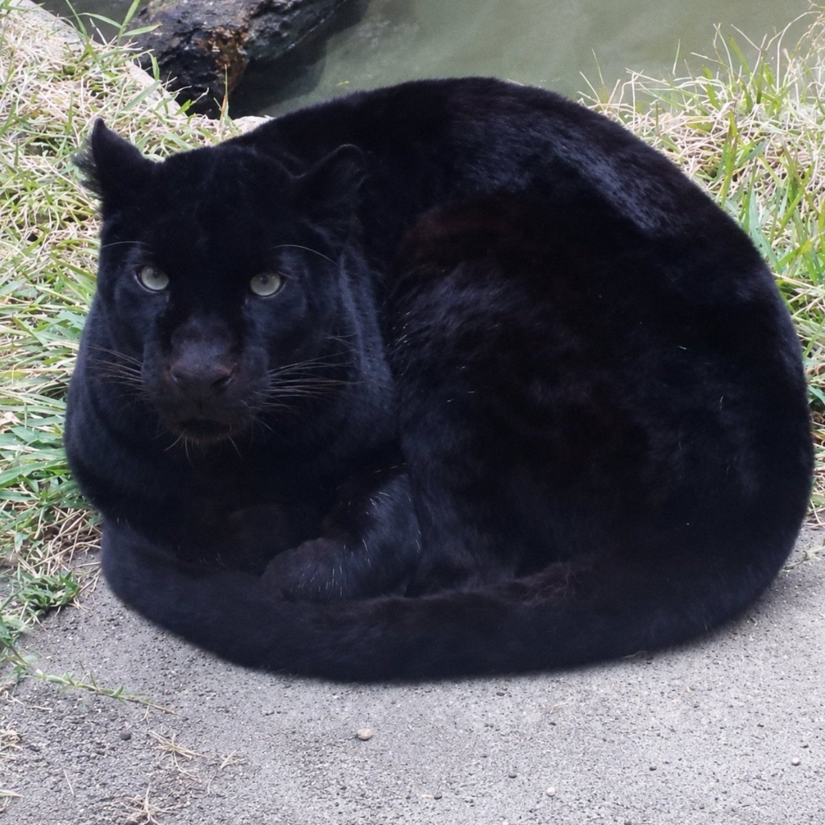 AMAZlNGNATURE's tweet photo. I've never seen big cats loaf before I'm amazed

From black panthers to mountain lions, many big cats naturally rest in the same "cat loaf" position as house cats, tucking their paws beneath their bodies to stay comfortable and conserve warmth https://t.co/UFf3guo0Hm