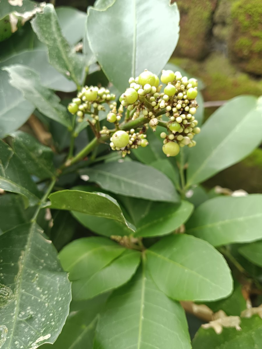 sarkar32150's tweet photo. Green is not just a color, it's a vibe 🌿🔥
Nature never fails to amaze me.
#NaturePhotography #GreenPlanet #PlantPower #India #NatureLovers #ExploreNature https://t.co/Po7AGnSKh7