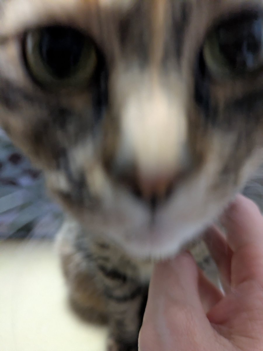 tok08041986's tweet photo. 緊急地震速報の音にお��が怯えるから音消した。
抱きついてきて首にスリスリぺろぺろシャリシャリするけわたしの首は真っ赤に腫れた
猫アレルギーなんですよ

夫は職場から歩いて帰ってくるようです
天下の西鉄バスも渋滞には勝てんらしい

皆さまも暑い中なのでお気をつけください https://t.co/8CFR3JHwlZ