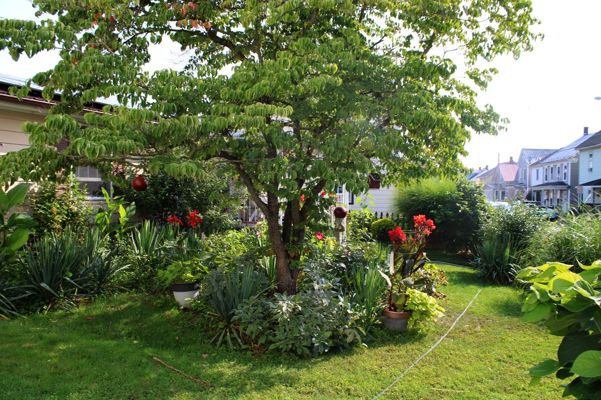 HermitsDaily's tweet photo. The Height of Summer in Our Front Garden.   Central Pennsylvania.   #pennsylvaniagarden #pennsylvaniagardens #pennsylvaniagardener #globalwarming #climatechange #motherearth #environmentalconcern #environmentalconcerns #pollution #stoppollution #industrialproblems #Savetheearth https://t.co/0r0taalZNf