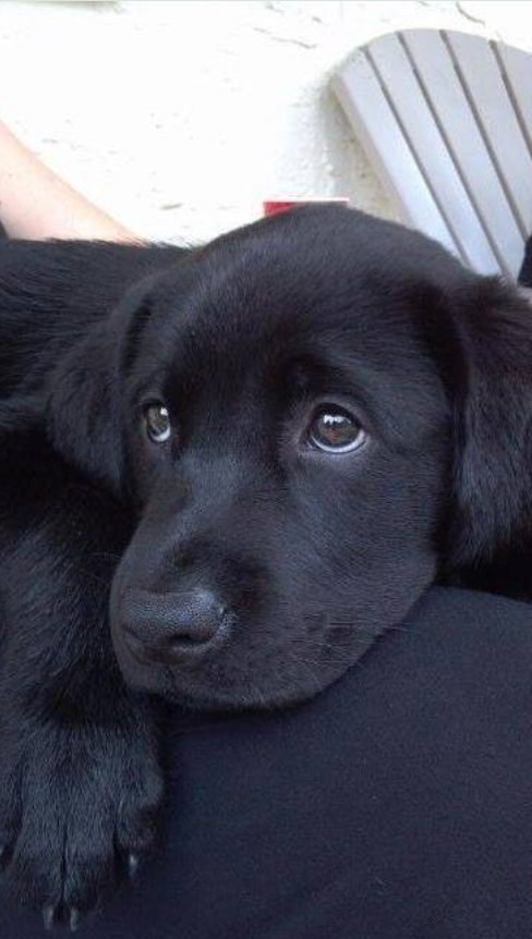 TweeetsOfDogs's tweet photo. On a scale from 1 - 10 how beautiful is this photo?

Picture of the day ❤🖤🥹 https://t.co/AQBaLH2wMX