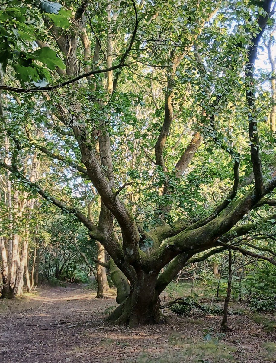 AndyMartin07g's tweet photo. Good morning 🌄
It's Tuesday 🌳💚
#thicktrunktuesday 
#TuesdayMotivaton https://t.co/sFyC9JB0vO