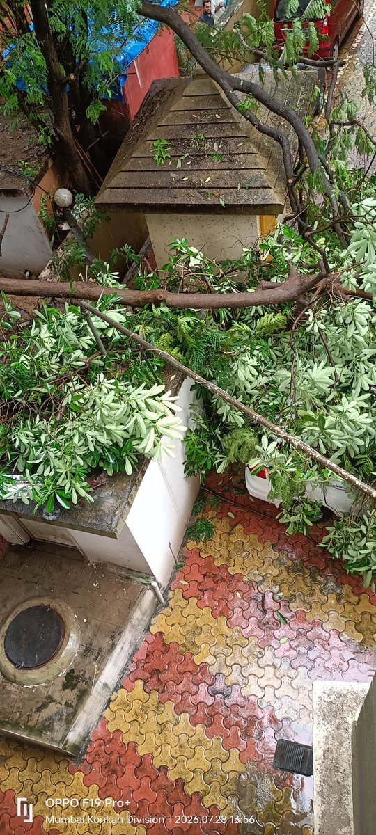 BhendeShashank1's tweet photo. @mybmc @mybmcWardL tree rooted in building no 28 Nehru Nagar Kurla East has fallen in the compound of building no 27 nehru nagar Kurla east. Request authorities to urgent attend and clear the fallen tree as the branches have fallen on one four wheeler https://t.co/4dYE45S3HN