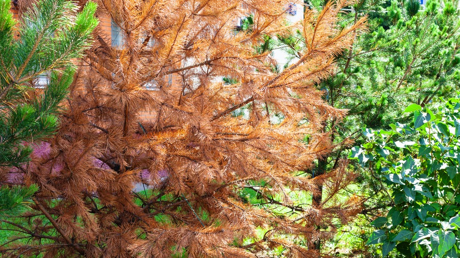 ijics_journal's tweet photo. A novel study from The International Journal of Intelligent Control and Systems (IJICS) develops a deep learning-based system for real-time pine wilt disease monitoring, enabling efficient and cost-effective large-scale forest surveillance.