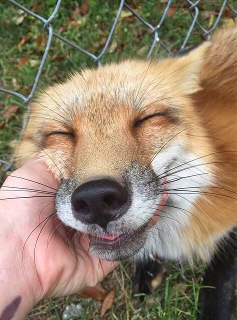 TheFoxLife's tweet photo. https://t.co/HWXYVd8riR