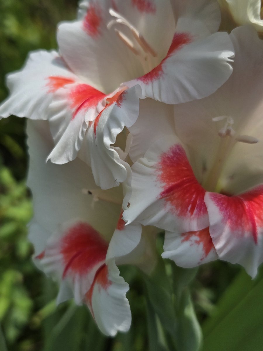 ElliottBlackwe3's tweet photo. Greetings from the garden https://t.co/n4nPKlMEHV